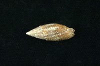 藏品(帝王筆螺)的圖片